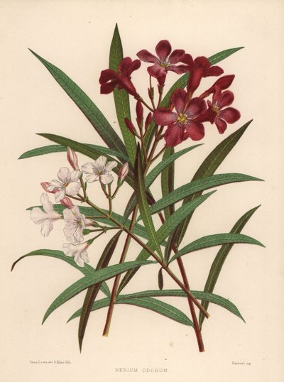 Nerium or Oleander, Nerium Oleander by Unknown